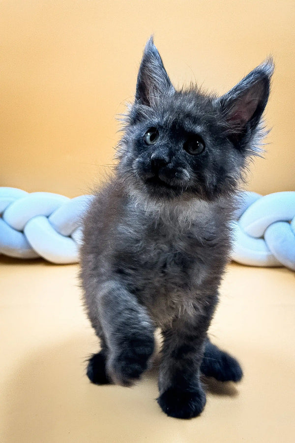 Fluffy gray Maine Coon kitten with alert ears and a curious look, named Elias