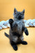 Gray Maine Coon kitten sitting upright with paw raised on a bright yellow background