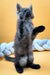 Gray Maine Coon kitten standing on hind legs with one paw raised, super cute!