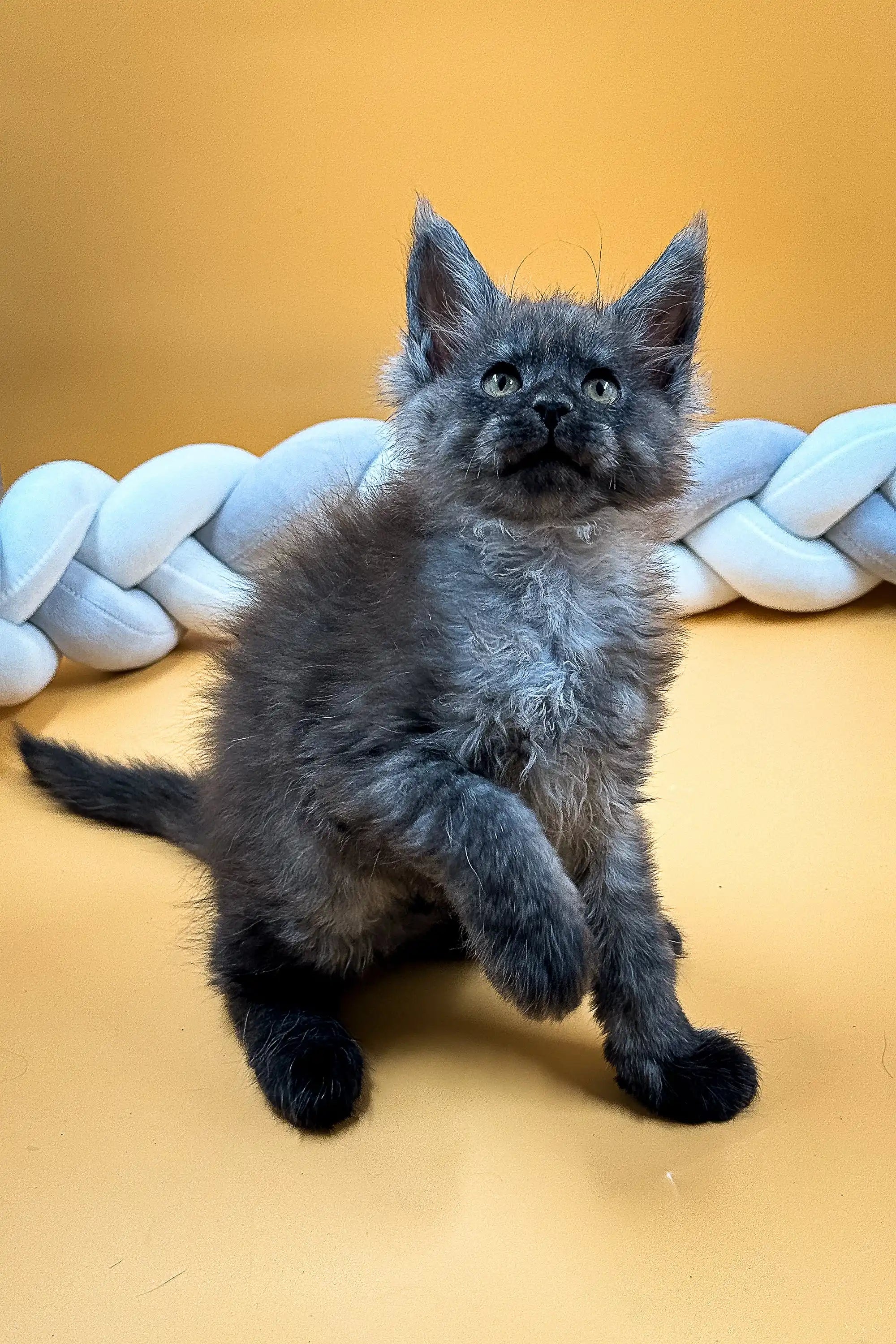 Maine Coon Kittens for Sale Elias | Kitten