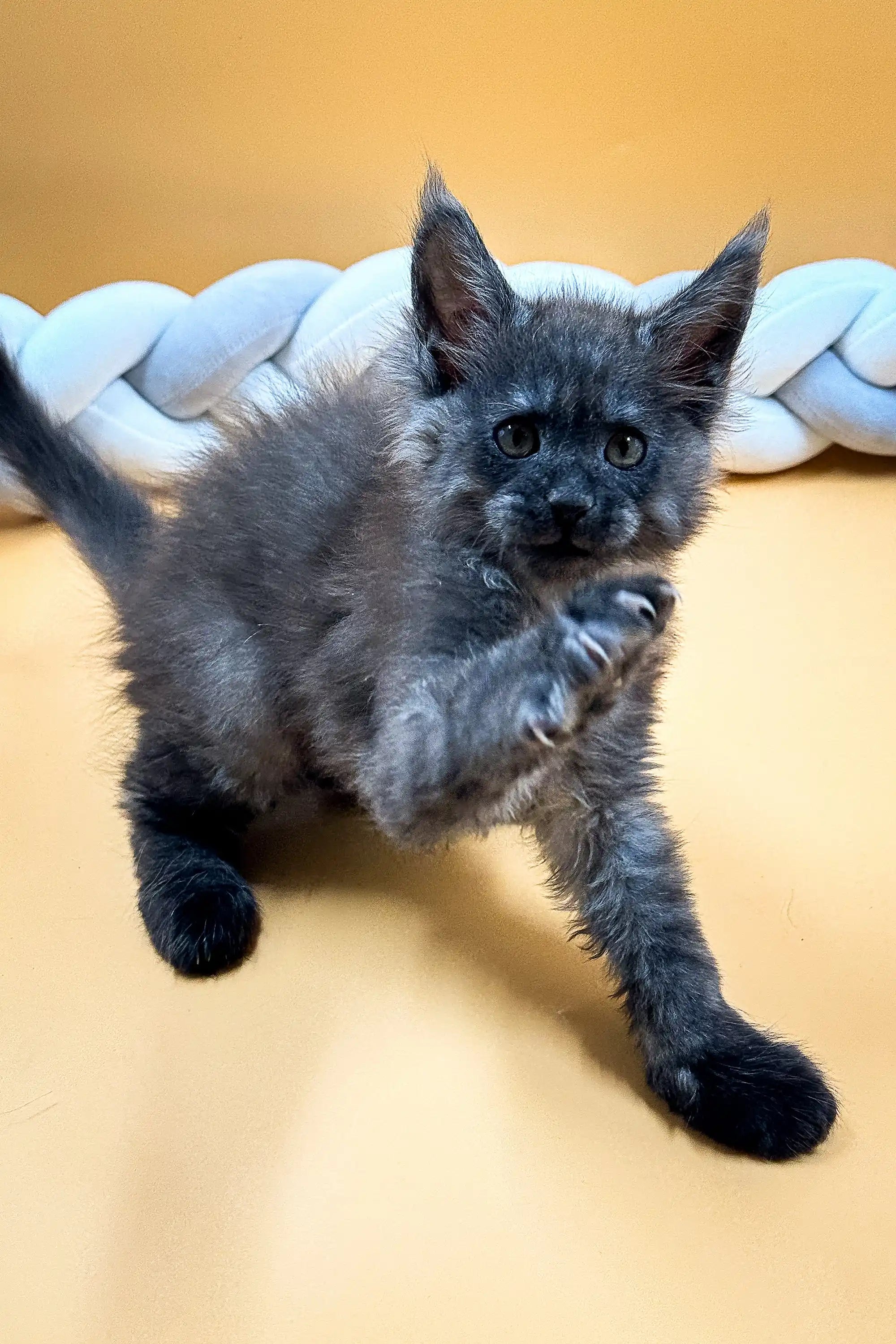Maine Coon Kittens for Sale Elias | Kitten