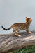 Elina | bengal kitten