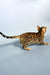 Elina | bengal kitten
