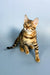 Elina | bengal kitten