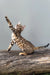 Elina | bengal kitten