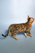 Elina | bengal kitten