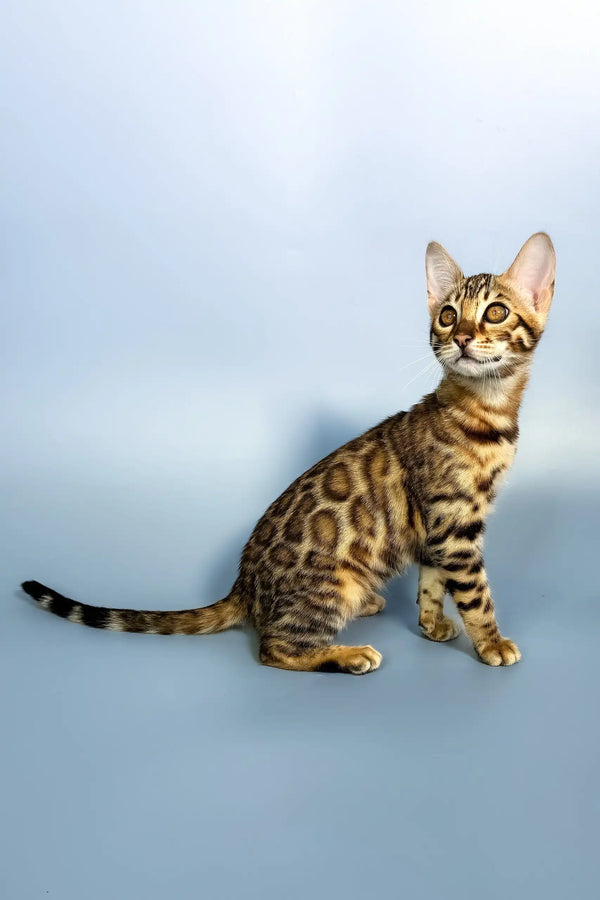 Elina | bengal kitten