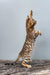 Elina | bengal kitten