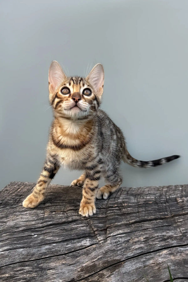 Elina | bengal kitten