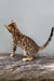 Elina | bengal kitten