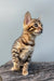 Elina | bengal kitten