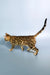 Elina | bengal kitten
