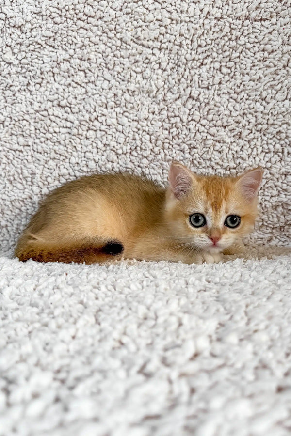 Elina | british shorthair kitten