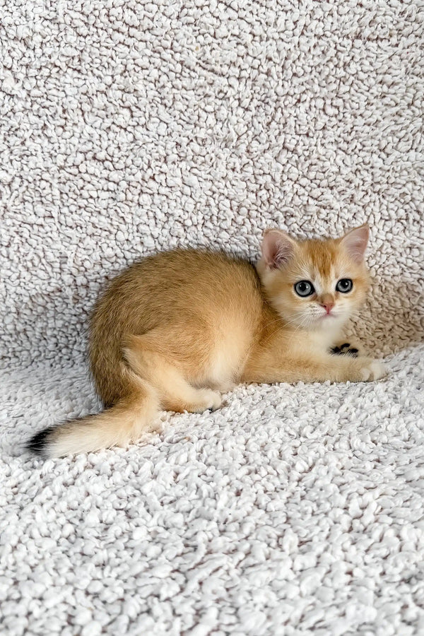 Elina | british shorthair kitten