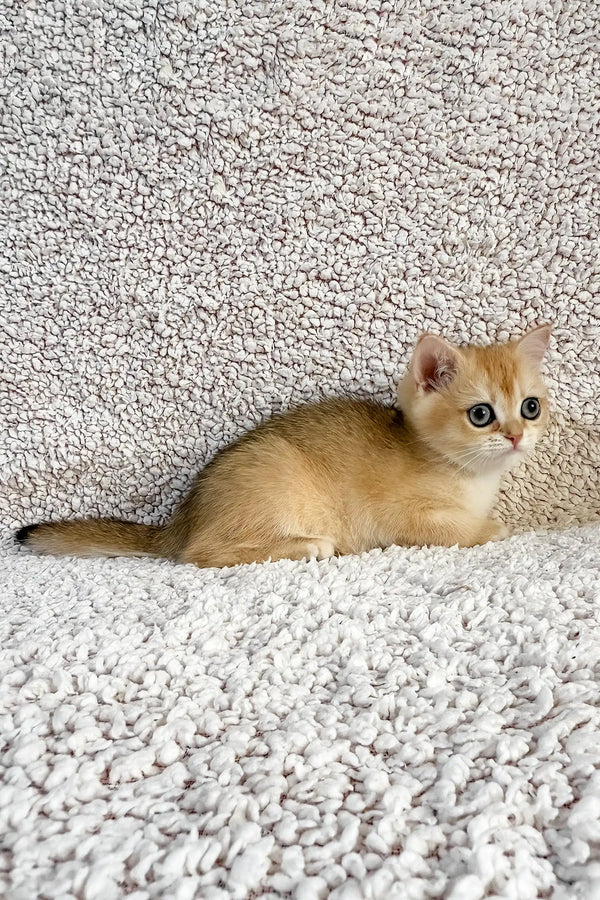 Elina | british shorthair kitten