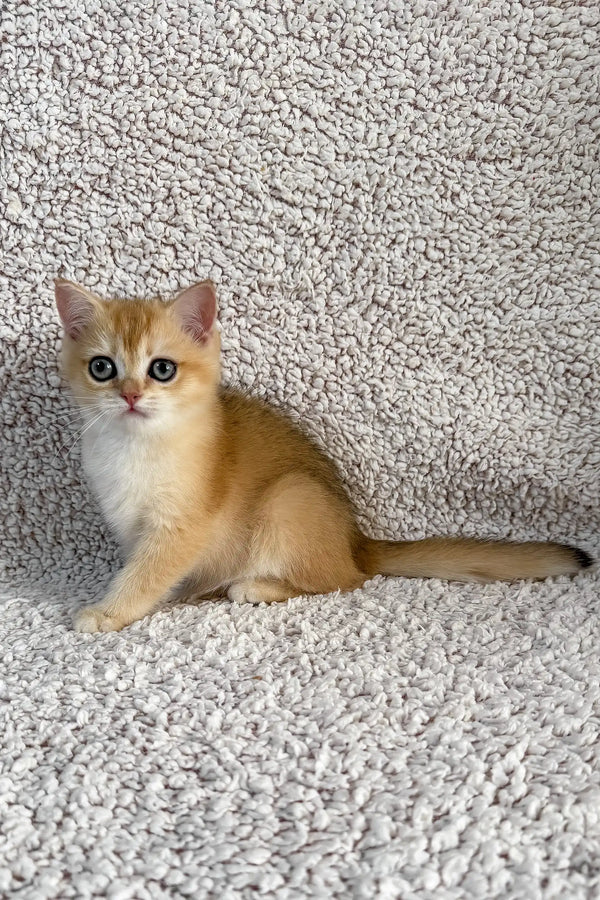 Elina | british shorthair kitten