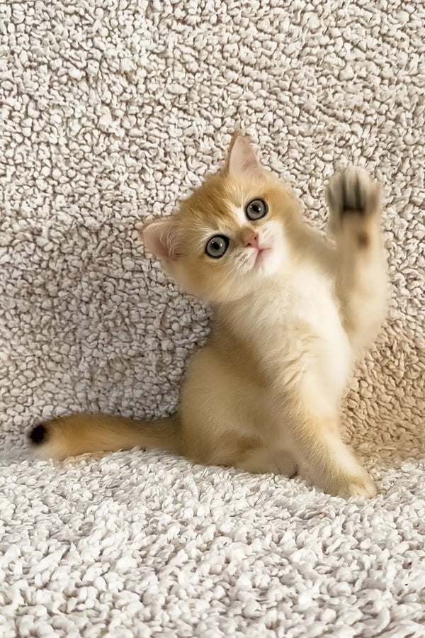 Elina | british shorthair kitten