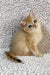 Eliot | british shorthair kitten
