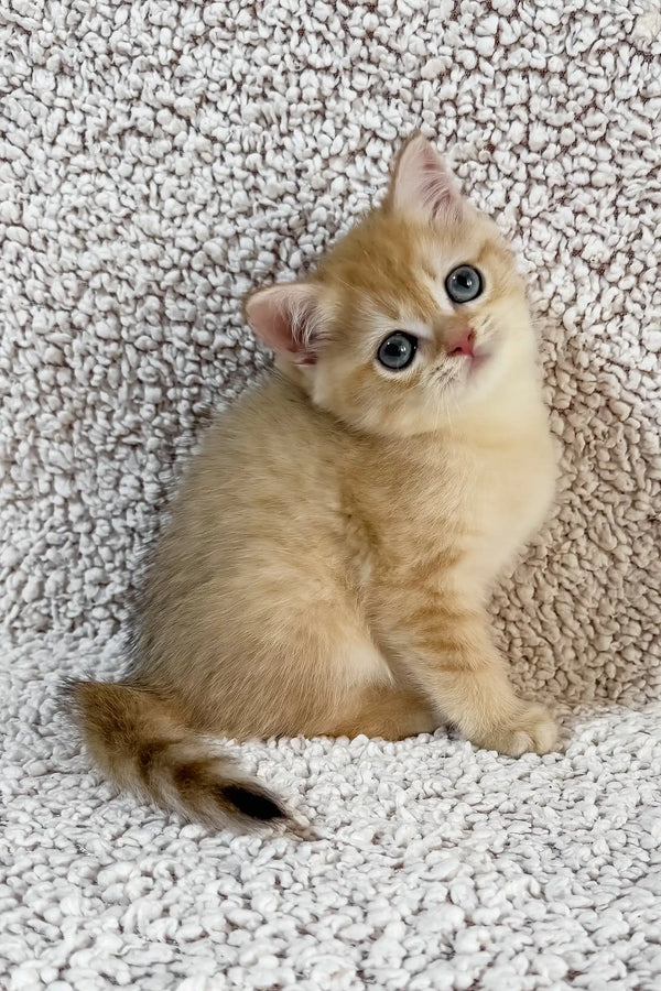 Eliot | british shorthair kitten