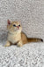 Eliot | british shorthair kitten