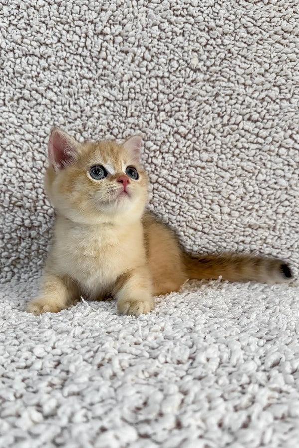 Eliot | british shorthair kitten