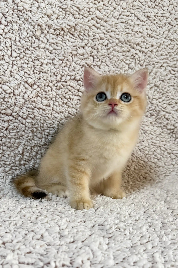 Eliot | british shorthair kitten