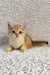Eliot | british shorthair kitten