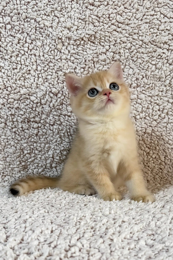 Eliot | british shorthair kitten