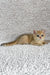 Eliot | british shorthair kitten