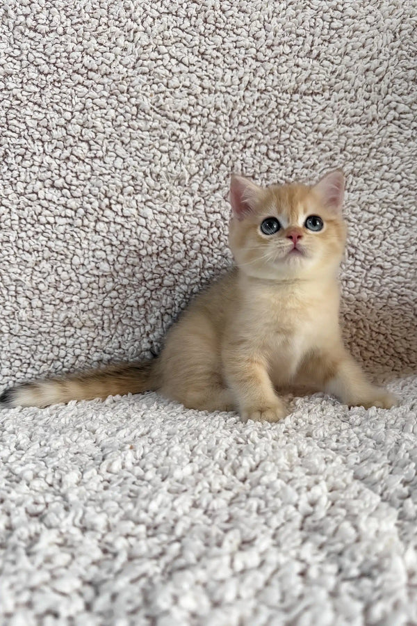 Eliot | british shorthair kitten