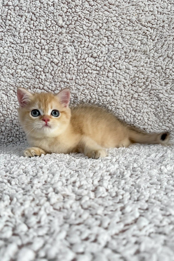 Eliot | british shorthair kitten