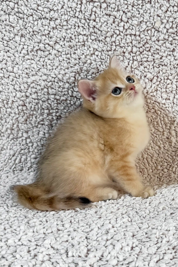 Eliot | british shorthair kitten