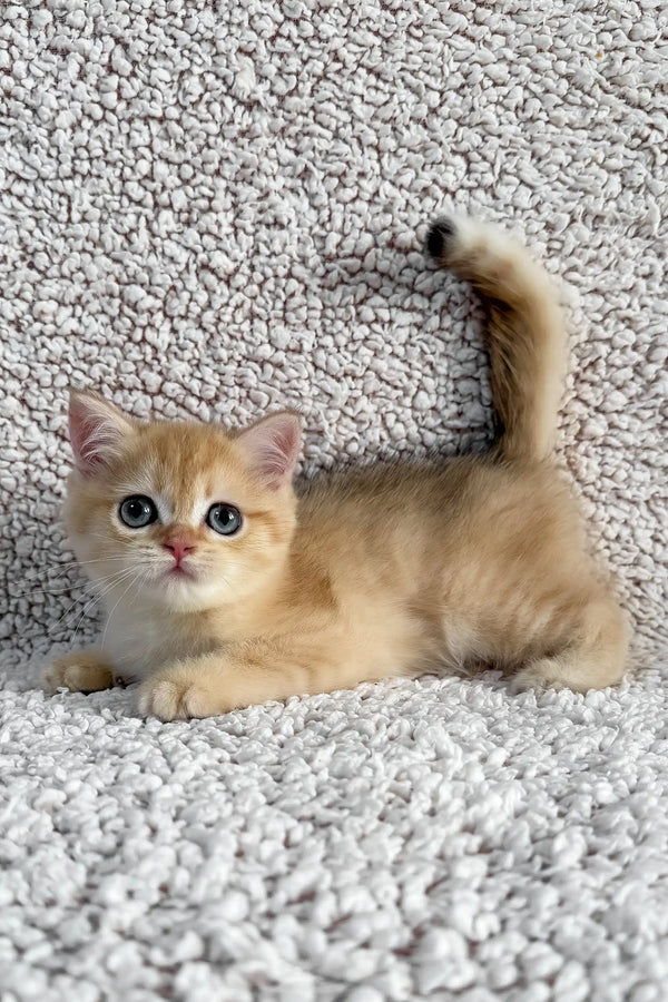Eliot | british shorthair kitten