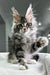 Playful tabby Polydactyl Maine Coon kitten with fluffy fur and one paw raised