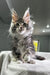 Fluffy gray and white Maine Coon kitten with ear tufts, perfect for Polydactyl Maine lovers