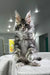 Fluffy Maine Coon kitten with ear tufts and long coat in Elisey Polydactyl Maine Coon