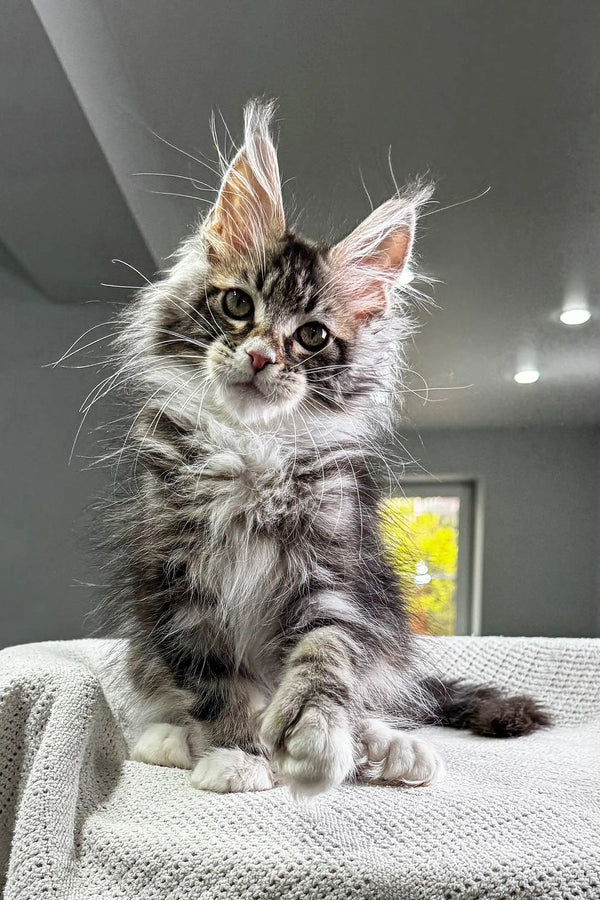 Fluffy Maine Coon kitten with ear tufts looking alert, perfect for a Polydactyl Maine Coon