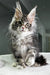 Fluffy Maine Coon kitten with ear tufts and alert look in Polydactyl Maine Coon product