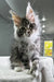 Cute gray and white Polydactyl Maine Coon kitten with fluffy fur and bright eyes