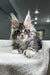 Fluffy gray and white Polydactyl Maine Coon kitten with big ears and wide eyes