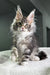 Fluffy gray and white Maine Coon kitten with ear tufts in Elisey Polydactyl Maine Coon