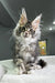 Fluffy gray tabby kitten with wide eyes, tufted ears, perfect for a Polydactyl Maine Coon