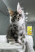 Fluffy gray and white kitten with bright eyes, Polydactyl Maine Coon cuteness overload