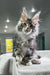 Fluffy gray and white Polydactyl Maine Coon kitten with green eyes and ear tufts