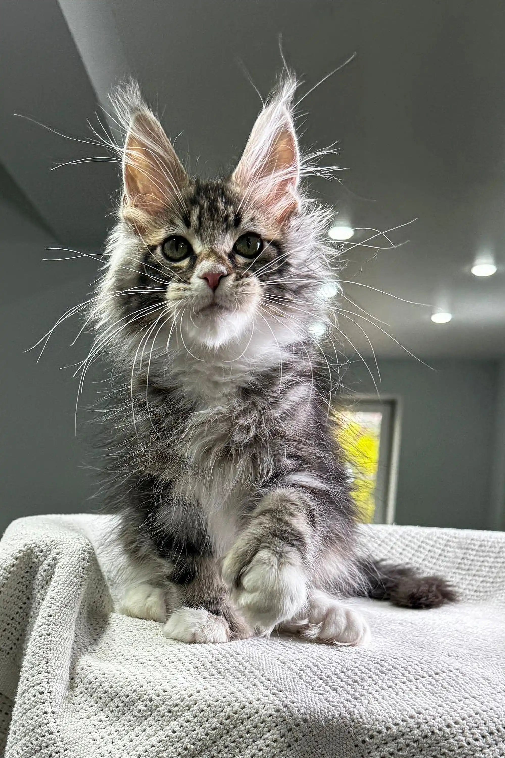 Maine Coon Kittens for Sale Elisey | Polydactyl