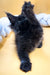 Fluffy black Maine Coon kitten Eliza with her paw raised, ready to play!