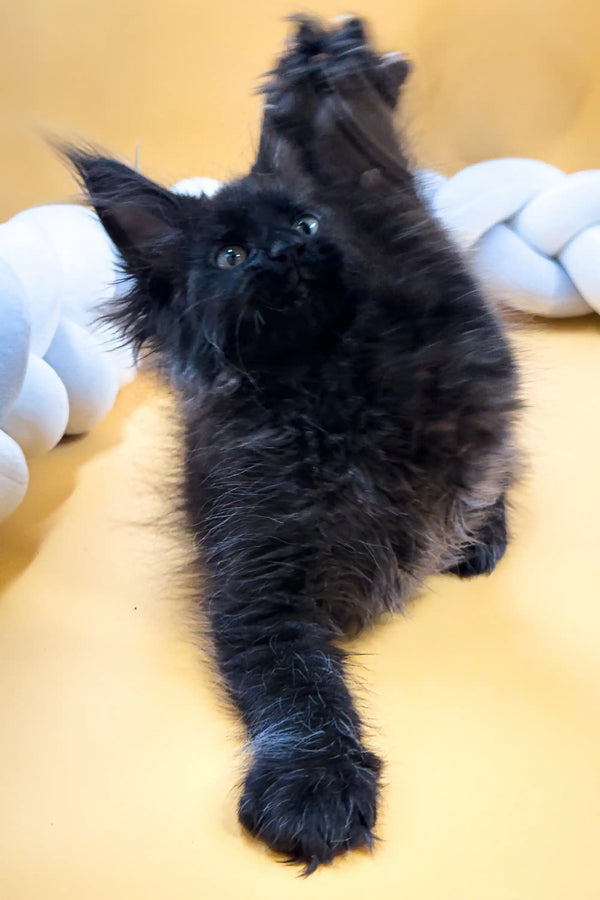 Fluffy black Maine Coon kitten Eliza with her paw raised, ready to play!