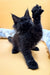 Black fluffy Maine Coon kitten with one paw raised sitting on a white surface