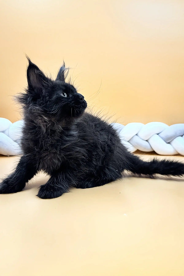 Fluffy black Maine Coon kitten with alert ears relaxing on a light surface