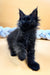 Fluffy Maine Coon Kitten Eliza with bright eyes and pointed ears